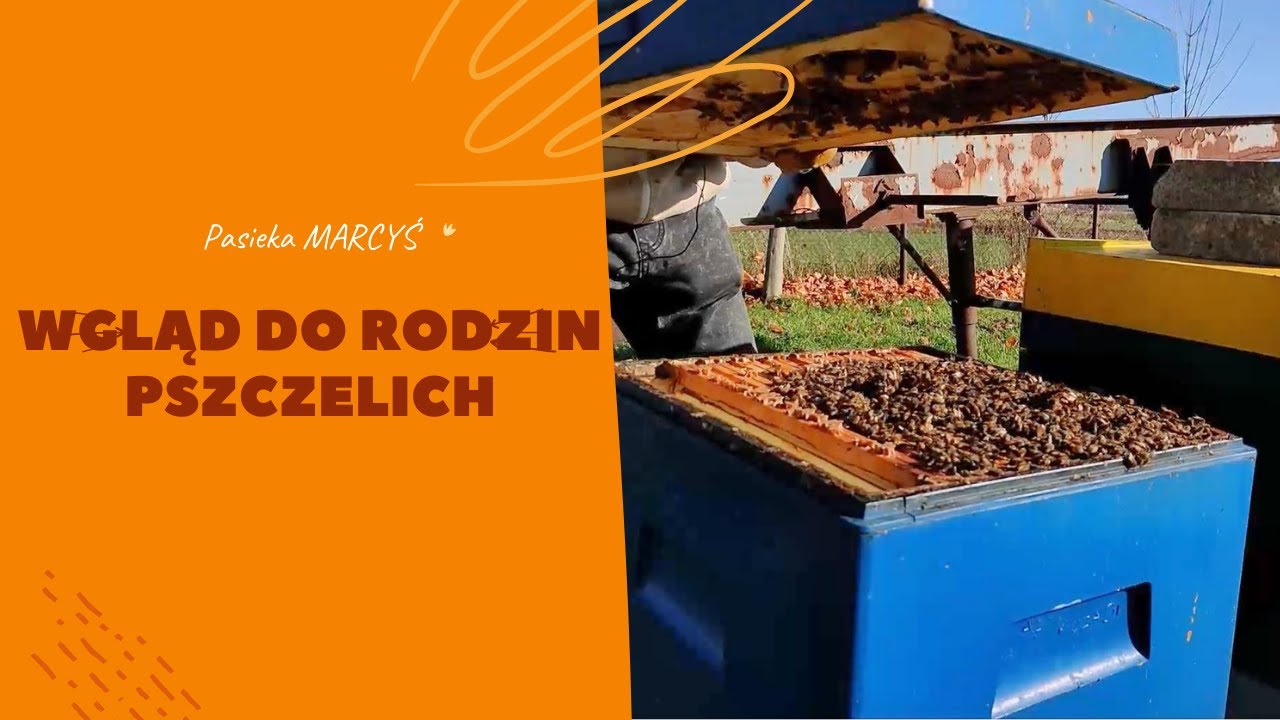Jesienny wgląd do rodzin pszczelich. Pasieka MARCYŚ.