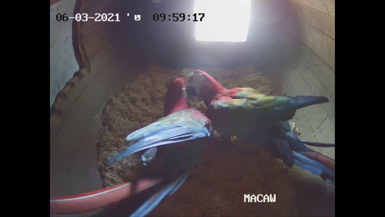 Green Wing Macaw pair preparing a nest with a lot of LOVE 💘