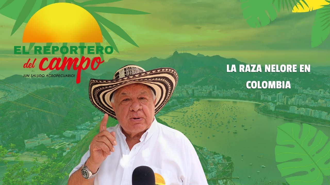 LA RAZA NELORE EN COLOMBIA