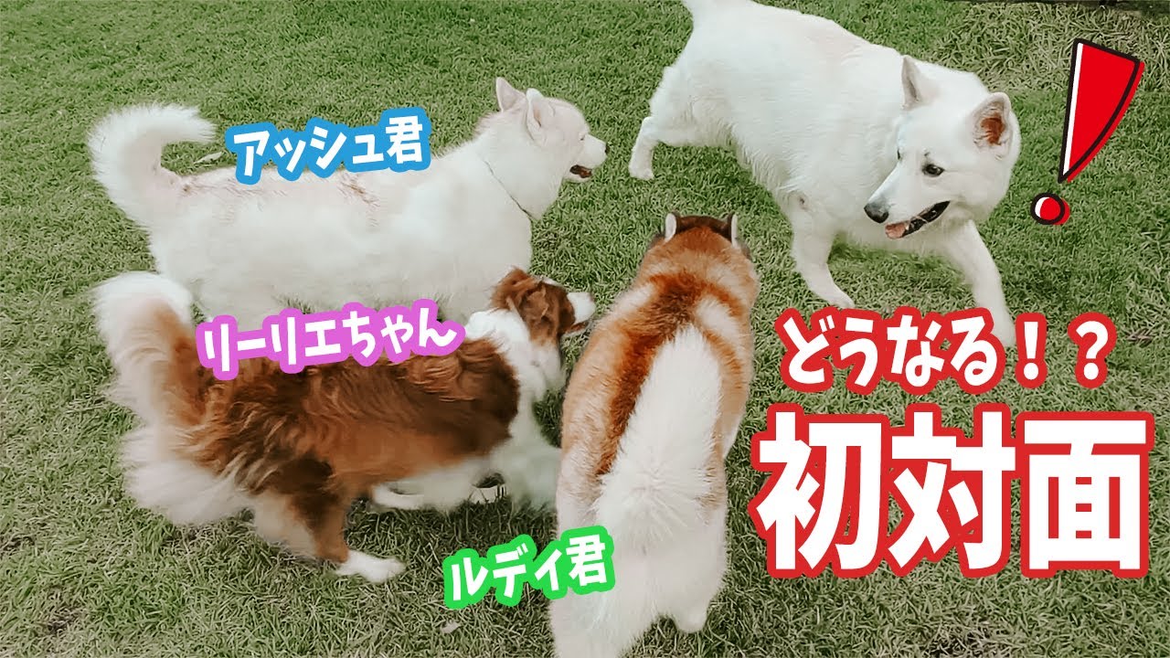 ビビリなホワイトシェパードが緊張の初対面→大親友になるまでの一日【リーリエちゃんファミリー】