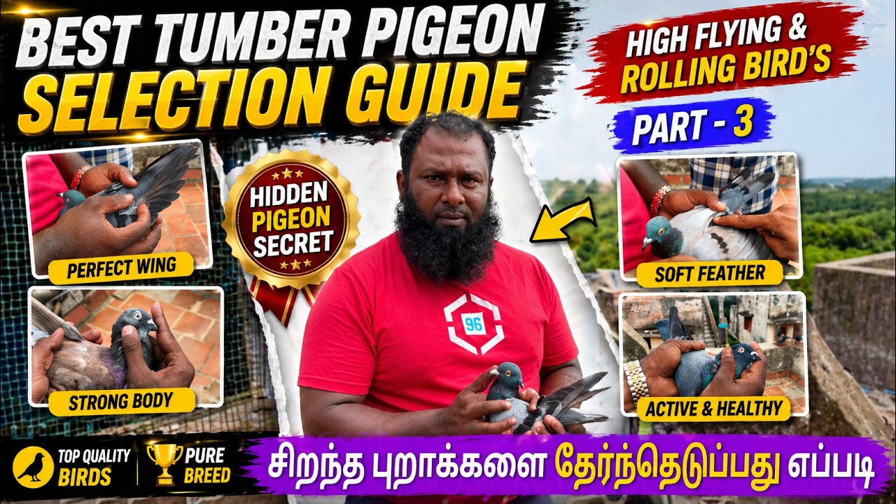How to Select Top Quality Tumbler & Racing Pigeons | Champion Bird Secrets 🕊️