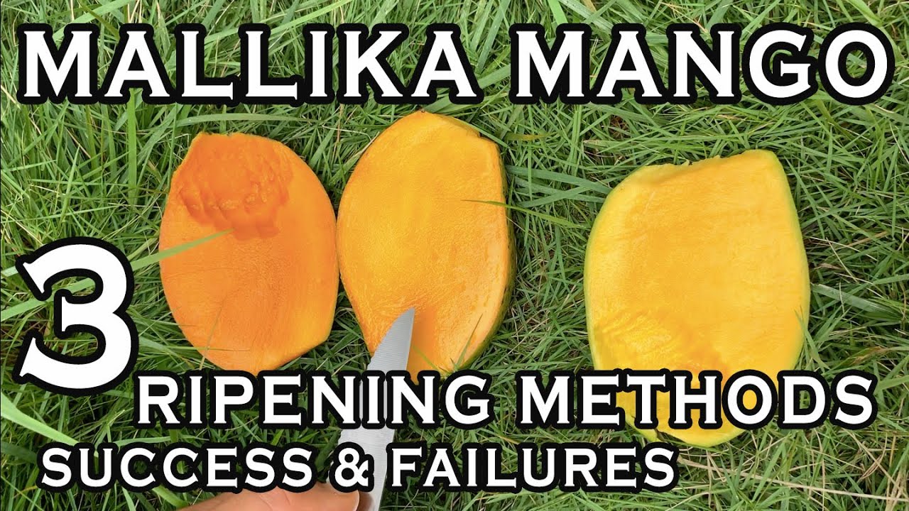 Mallika Mango: Detailed Timeline on 3 Ripening Methods- Successes & Failures