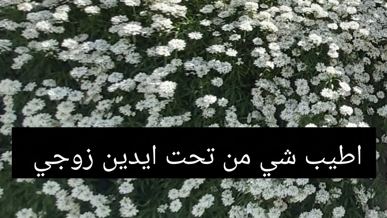 #اطيب لبنية 🥰🥰واحلا فطور من تحت ايدين الحجي ياحزركن شوهوه⁉️🤔 في شوية اغلاط بلمونتاج عزروني سامحوني 🙈