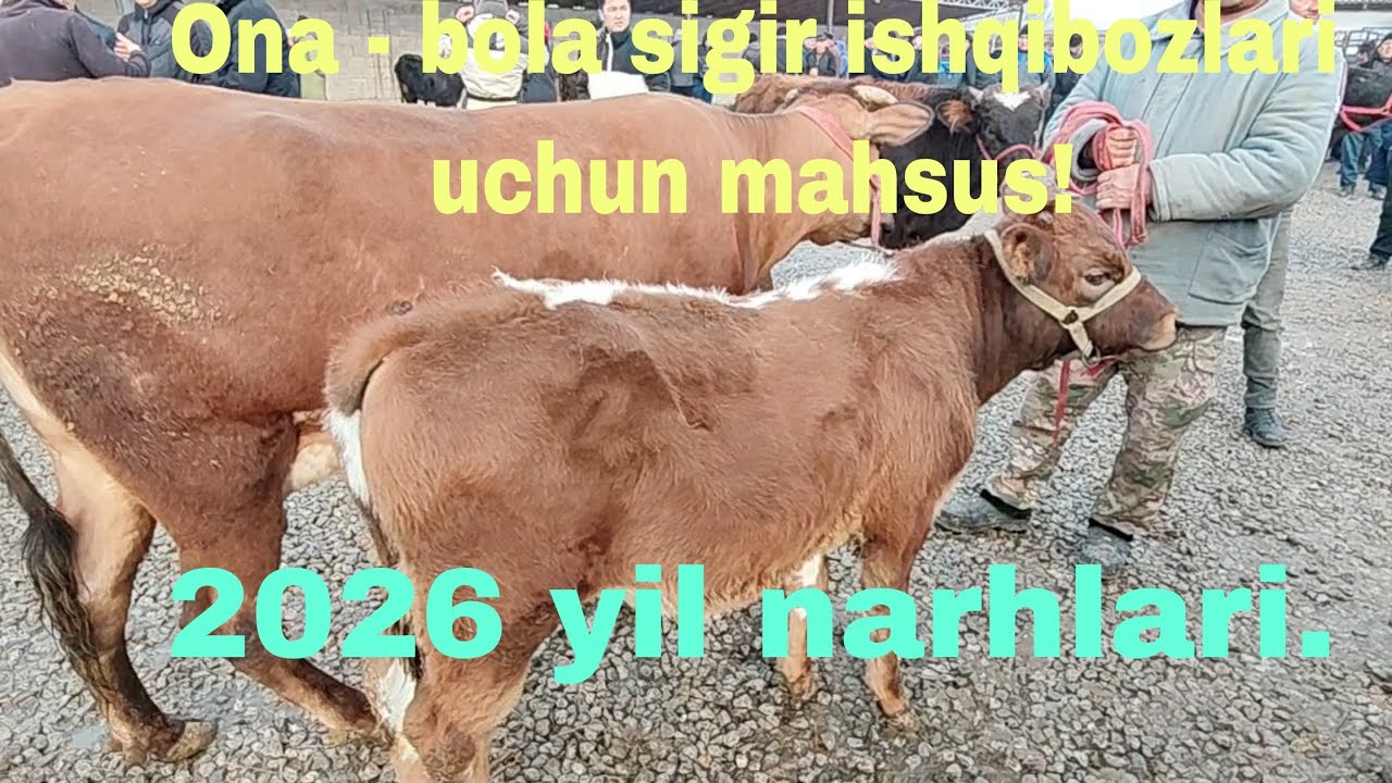 Jizzah v Do'stlik tumani mol bozori 