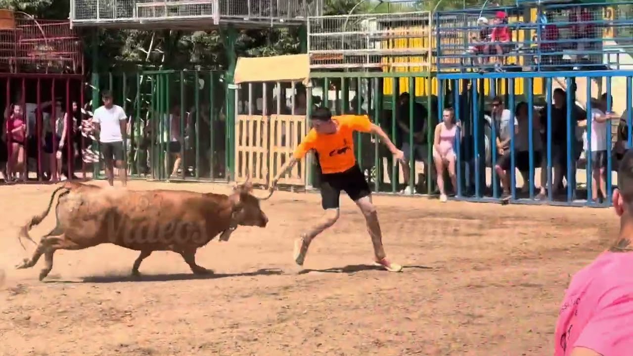MATINAL CALIG 28/06/25 GANADERÍA EULOGIO MATEO ORGANIZADO POR PENYATAURINACALIJONA 🫶#bulls #bravura