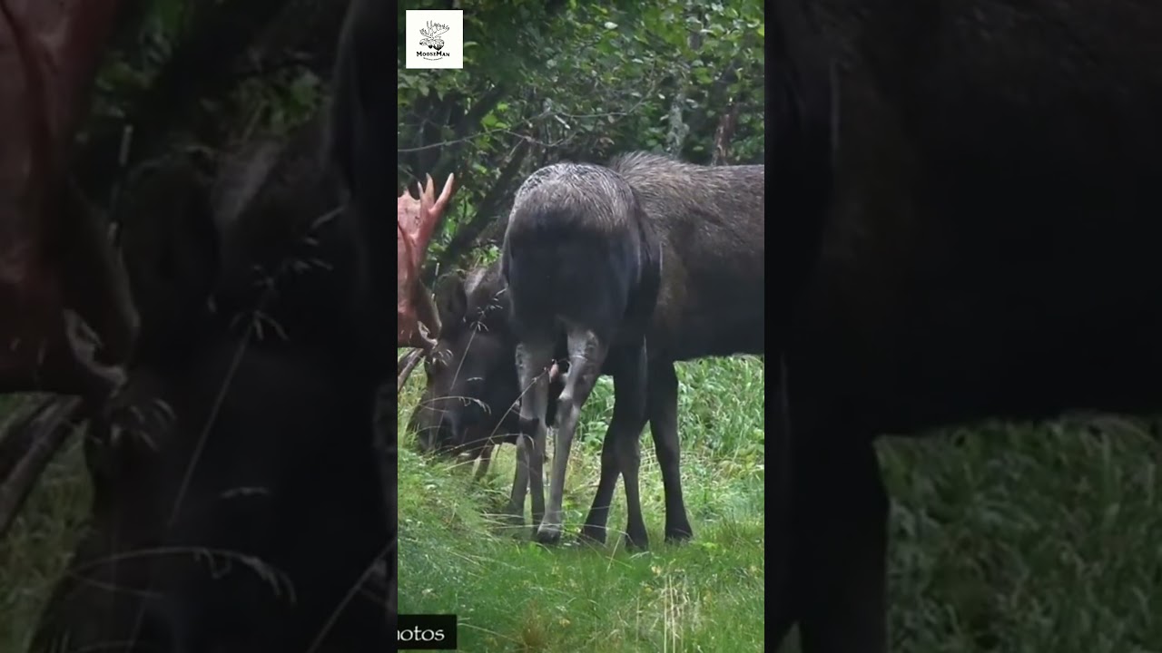 Majestic Moose Revealed in Stunning Nature Shots!