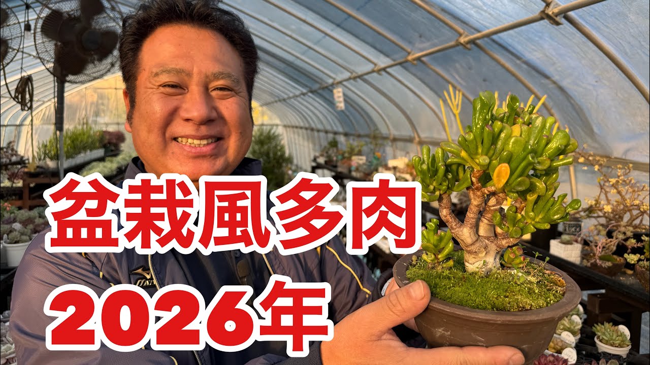 盆栽風多肉 2026年