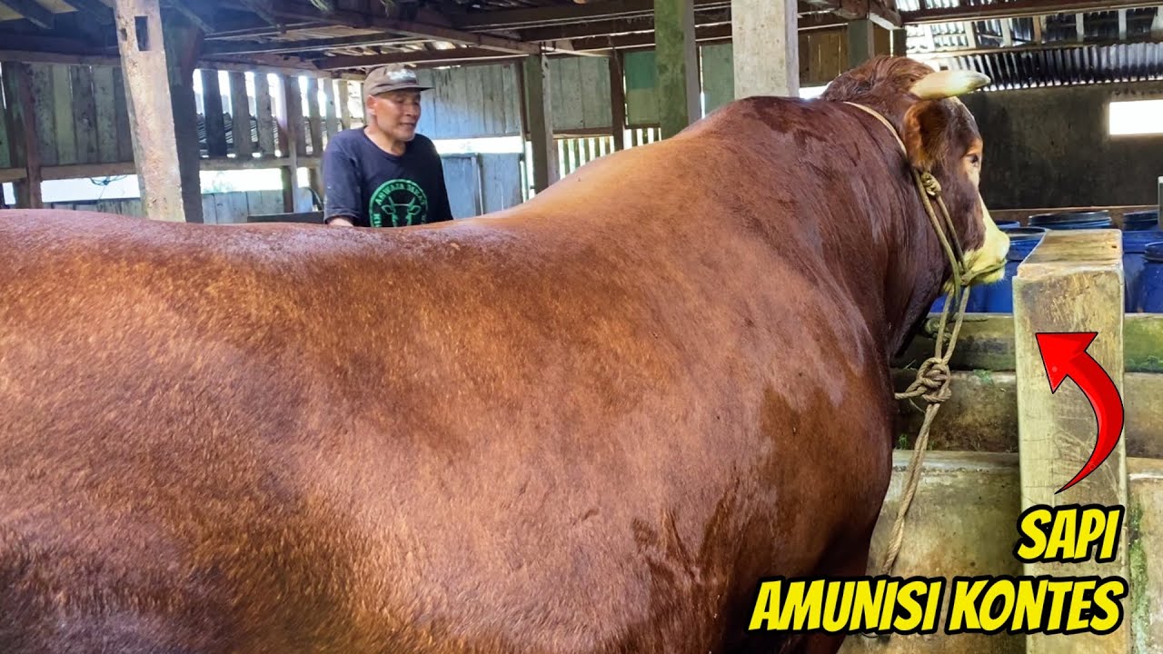 SUPER JUMBO‼️SAPI KONTES PETERNAK LERENG GUNUNG🔥