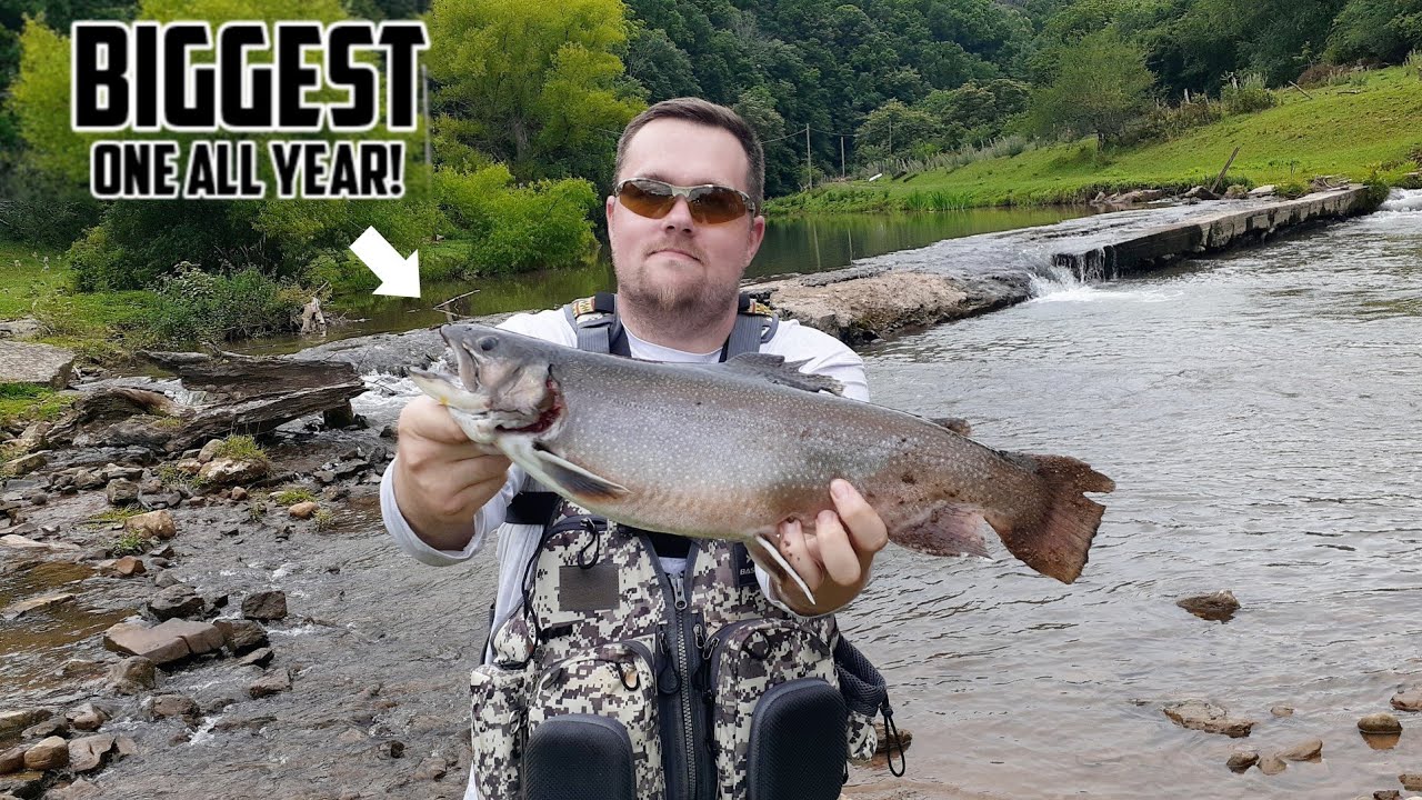 TROPHY Trout Fishing with a NEW prototype SPINNER! || Biggest one all year