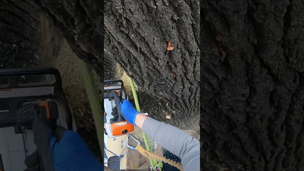 #treework #treeclimbing #treeclimber #cranework