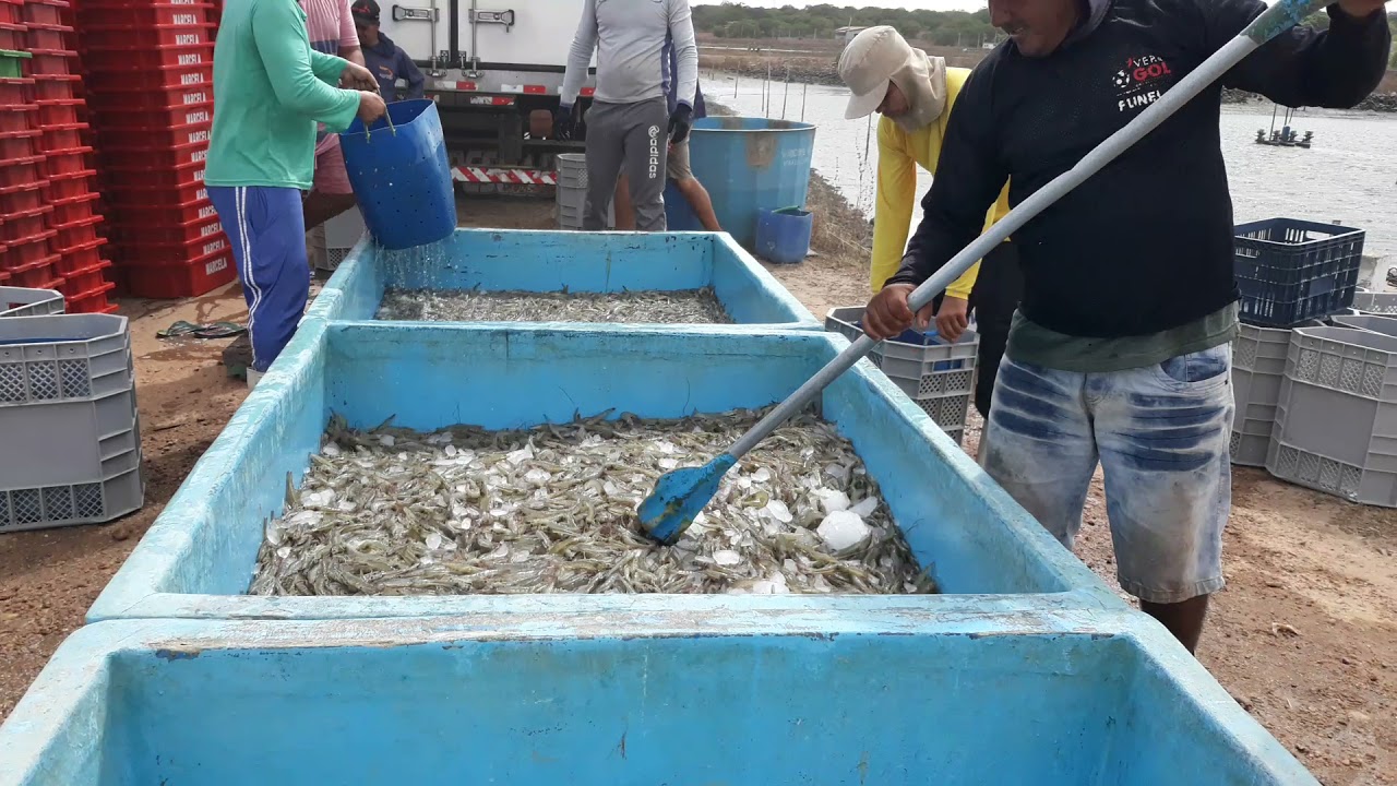 despesca de camar&atilde;o em viveiro escavado