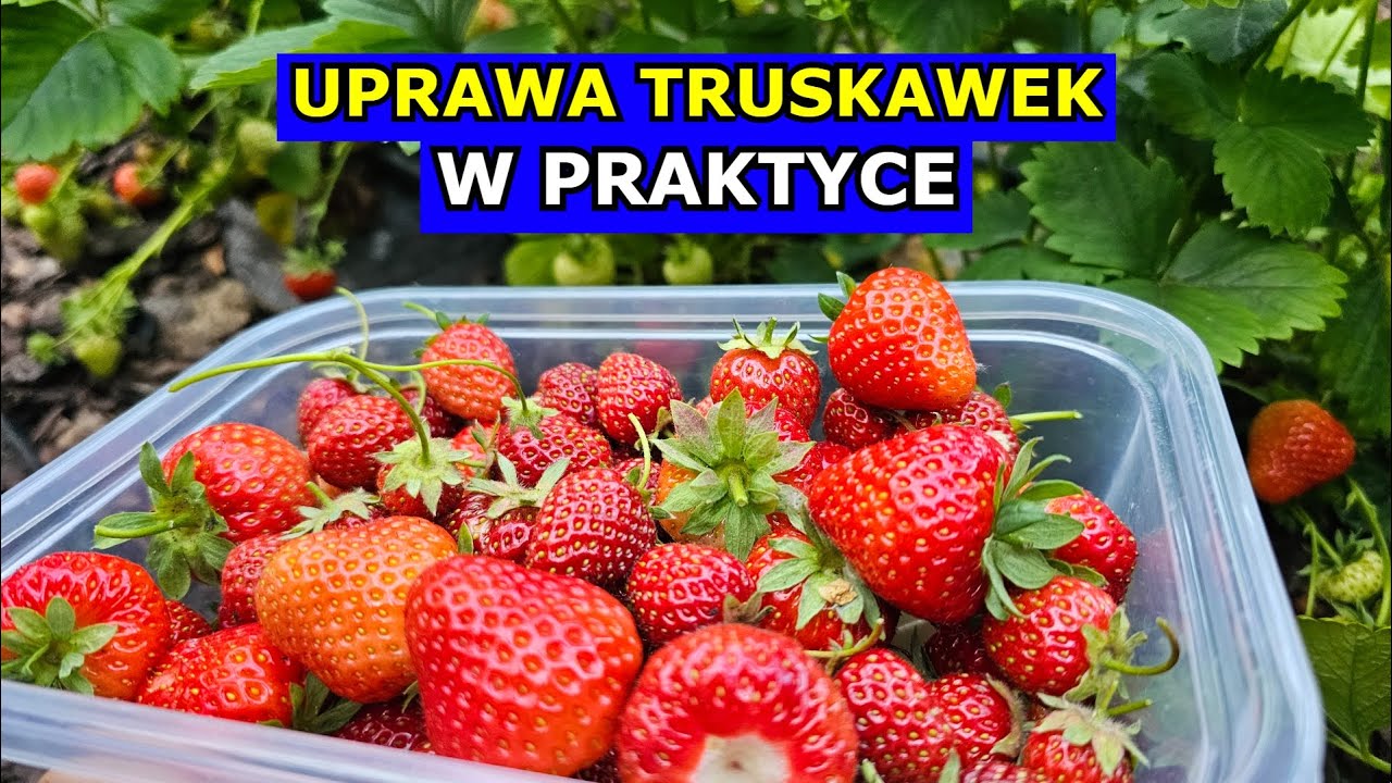 Uprawa Truskawek W PRAKTYCE. Cięcie, Nawożenie, Podlewanie, Pielęgnacja Truskawki Krok po Kroku.