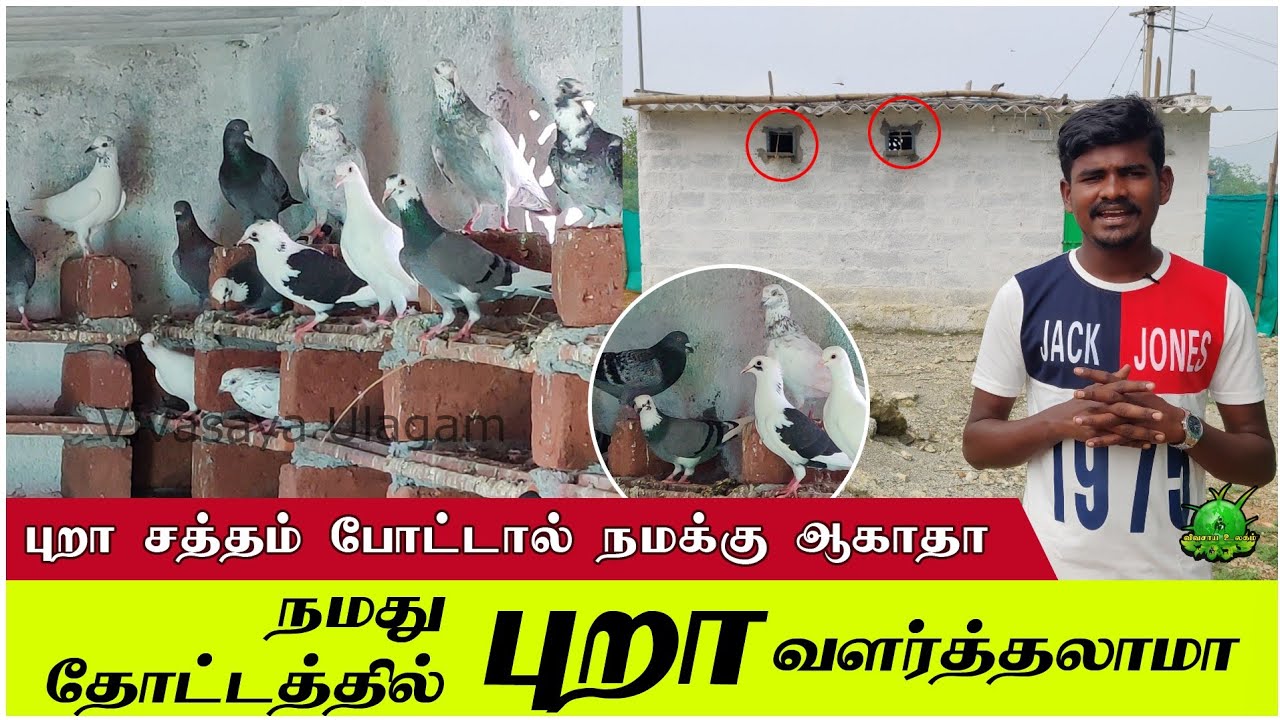 தோட்டம் மற்றும் வீட்டில் புறா வளர்தலாமா ?? புறா சத்தம் போட்டால் நமக்கு ஆகாதா ??