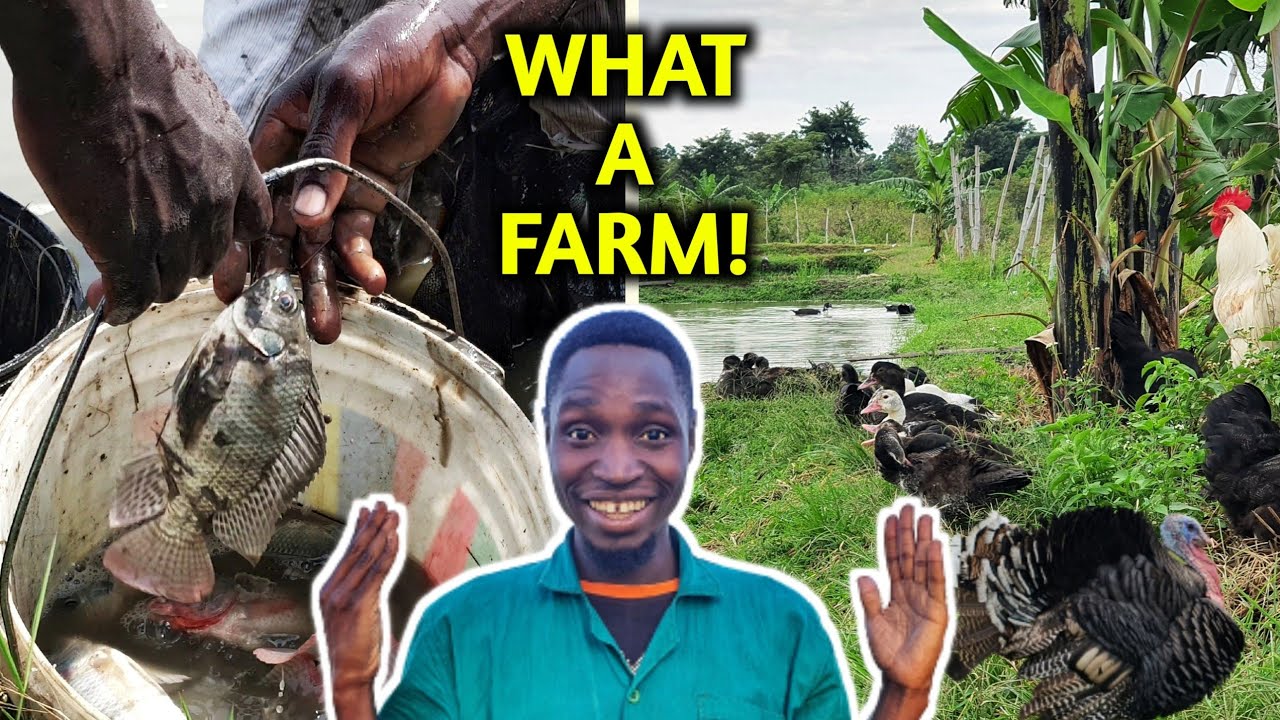 The MOST INTERESTING Integrated Farm You Will See! - Free Range Chickens, Fish, Ducks, Turkeys