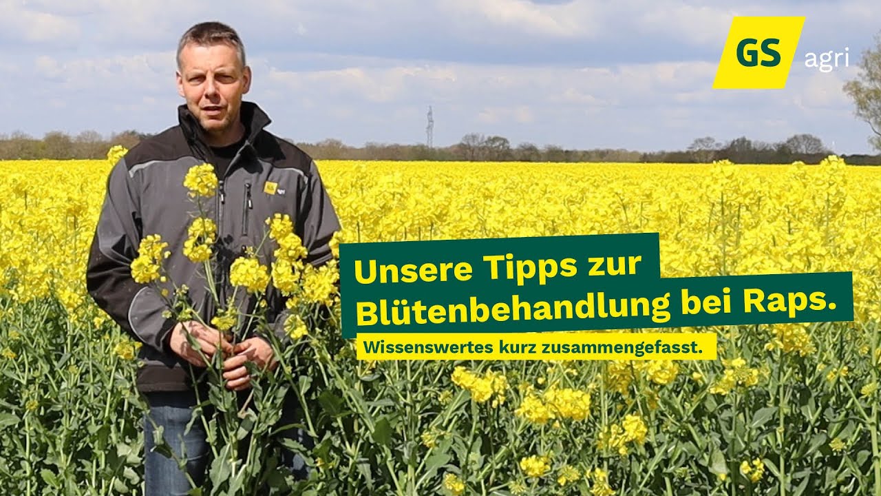 Unsere Tipps zur Blütenbehandlung bei Raps | GS agri