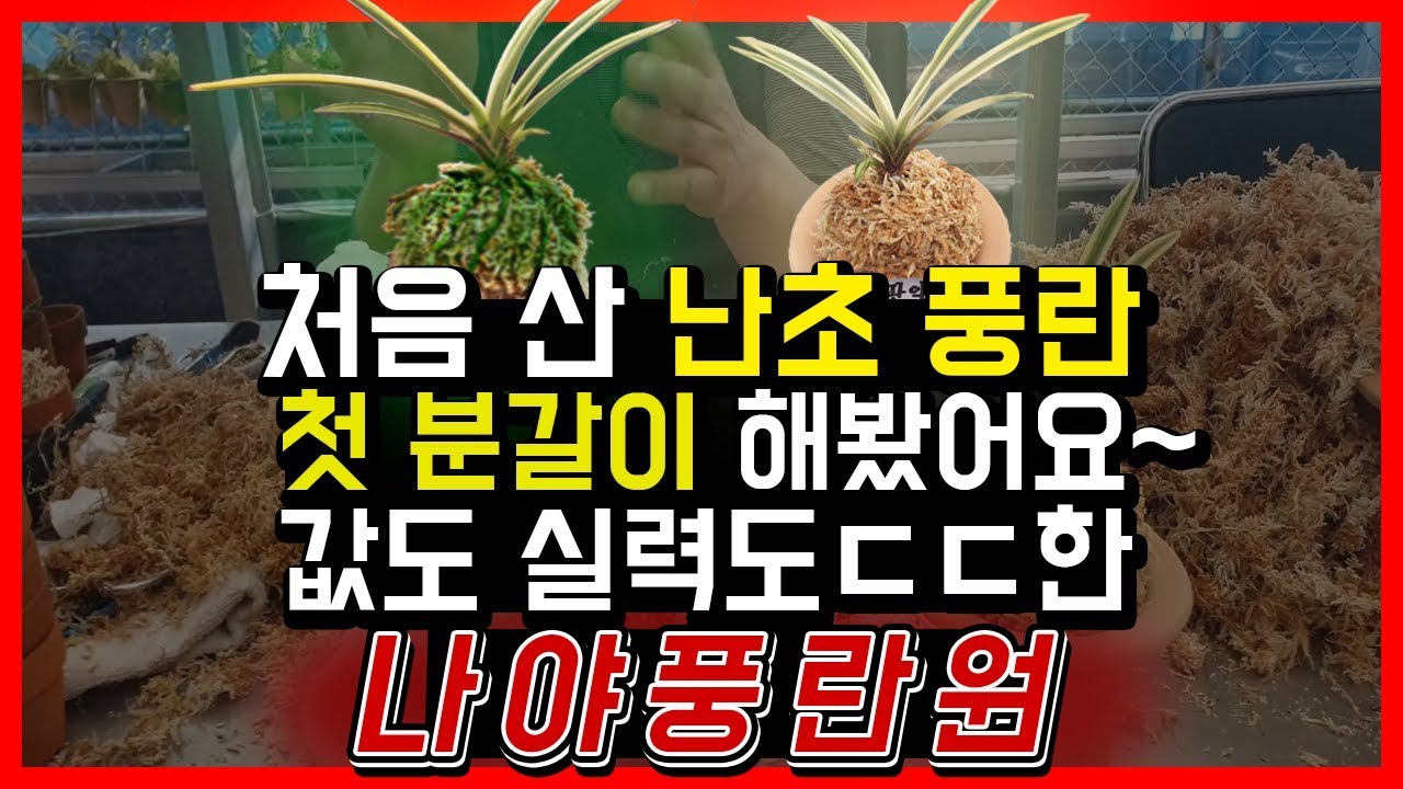 처음 산 풍란 첫 분갈이 해봤어요~~ 값도 실력도 ㄷㄷ한 