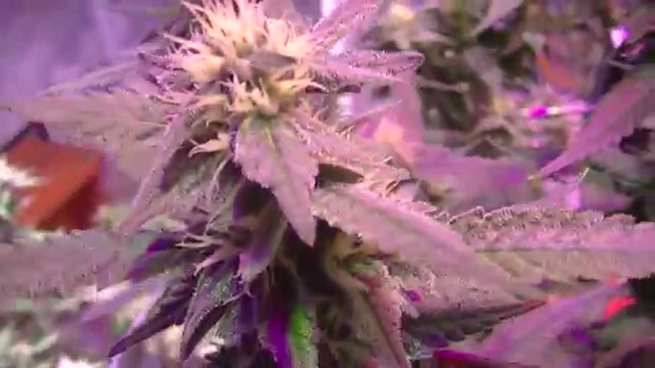 Hydroponic Update - Shorty and Her Friend - 8x8 Flower Tent Day 31