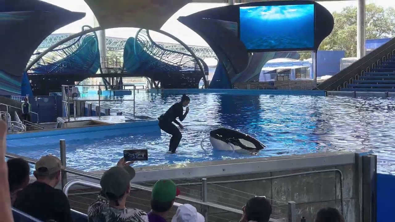 Orca encounter en SeaWorld Texas San Antonio 