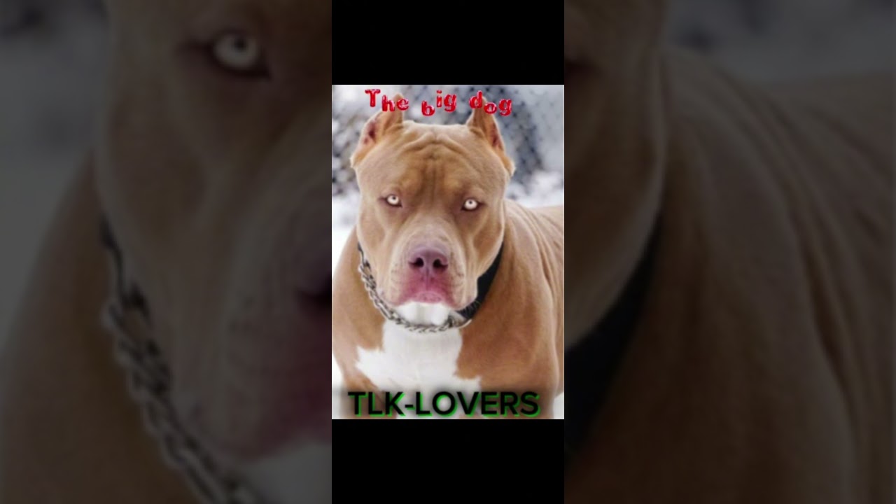 The big dog (TLK-LOVERS)