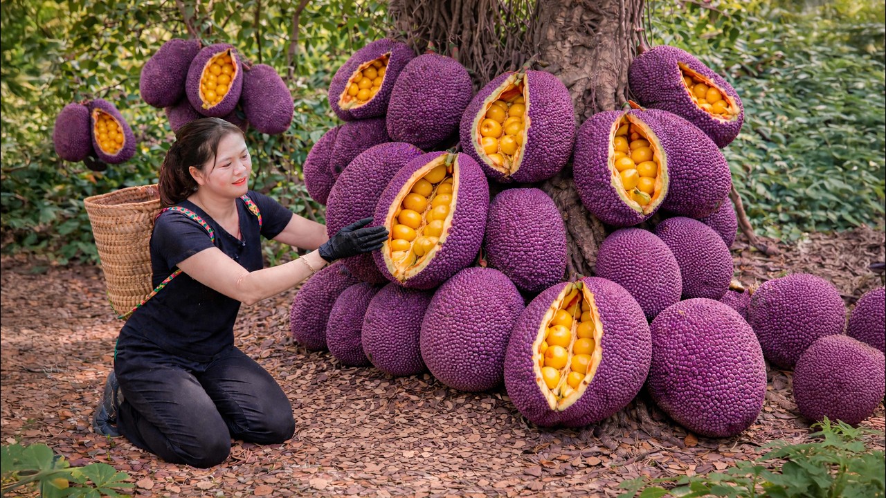 Harvesting Rare Purple Jackfruit & Cooking Sticky Rice | Outdoor Cooking Village Life