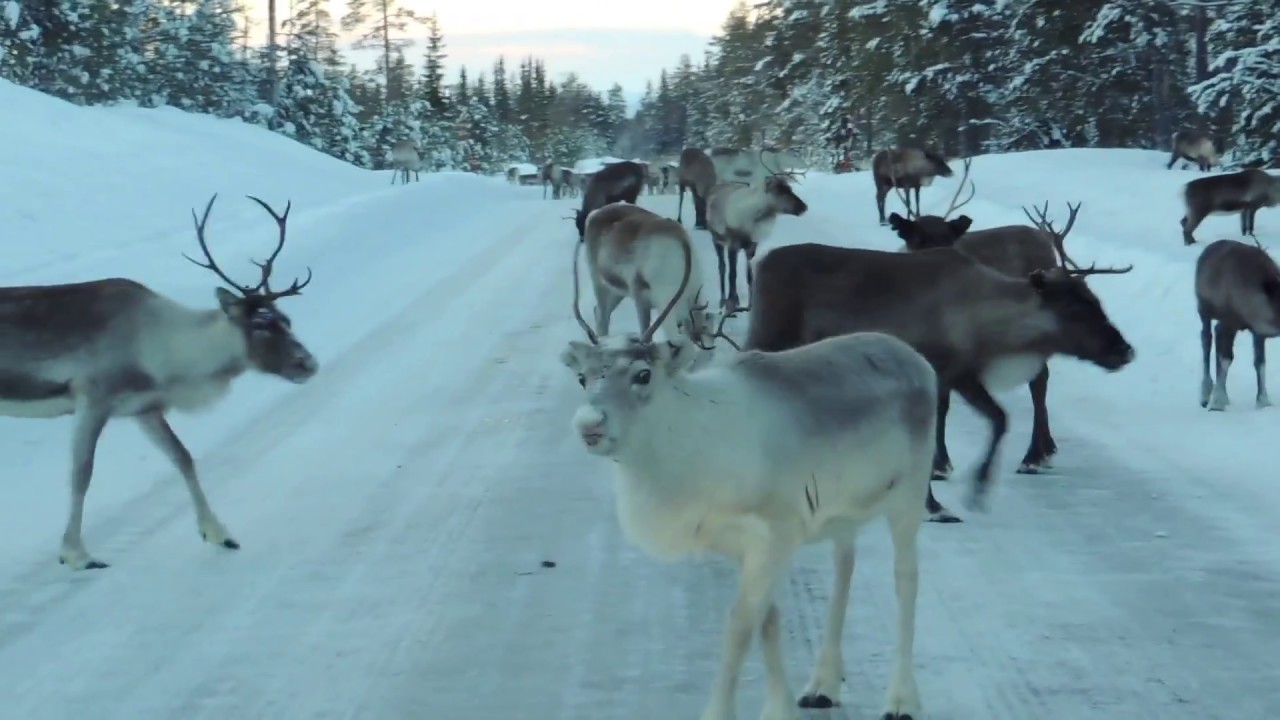 Renar på vägen 2018