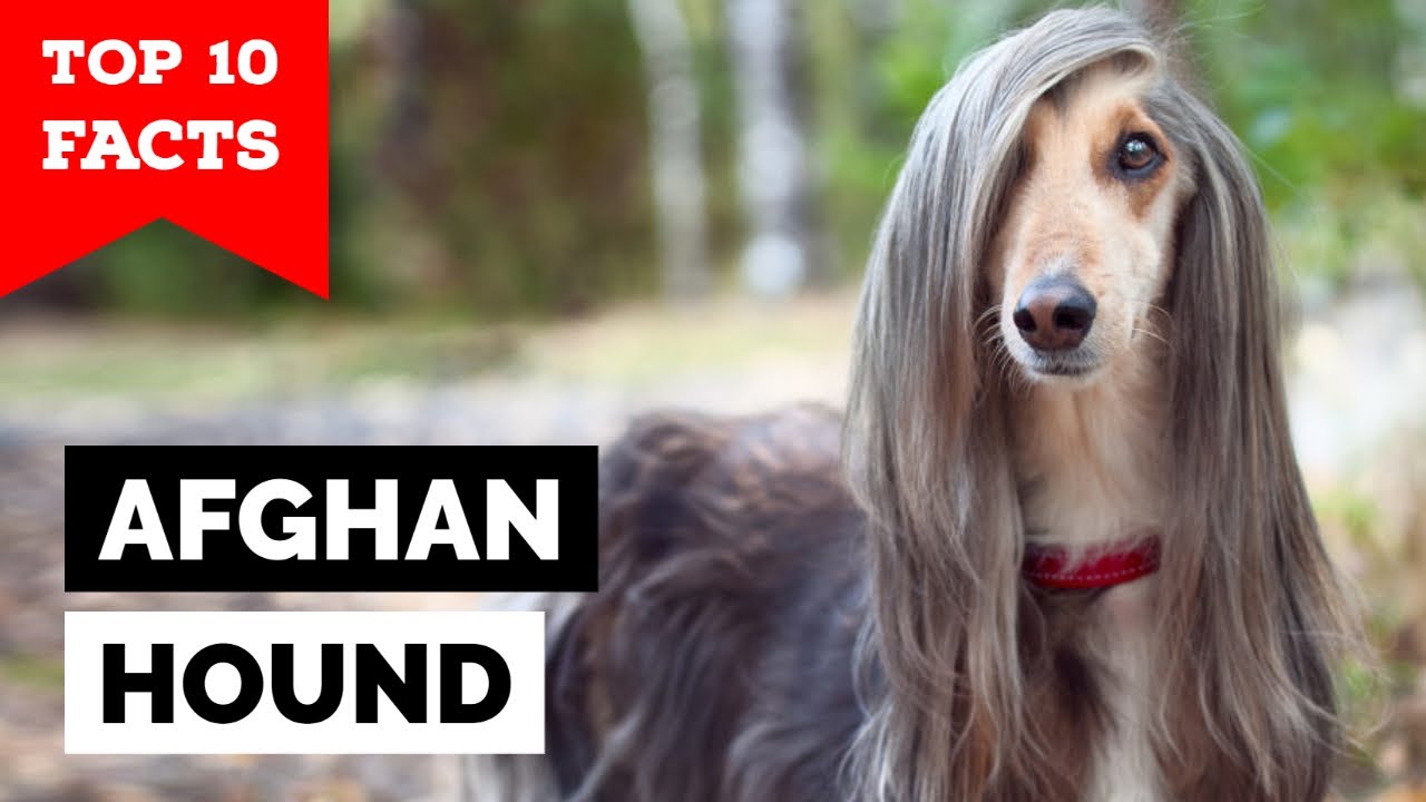 Afgan Hound - Top 10 Facts
