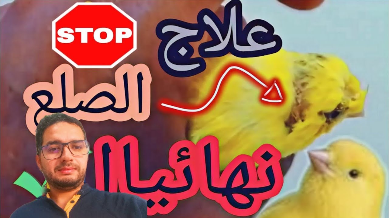 علاج الصلع عند الكناري والحسون وباقي الطيور