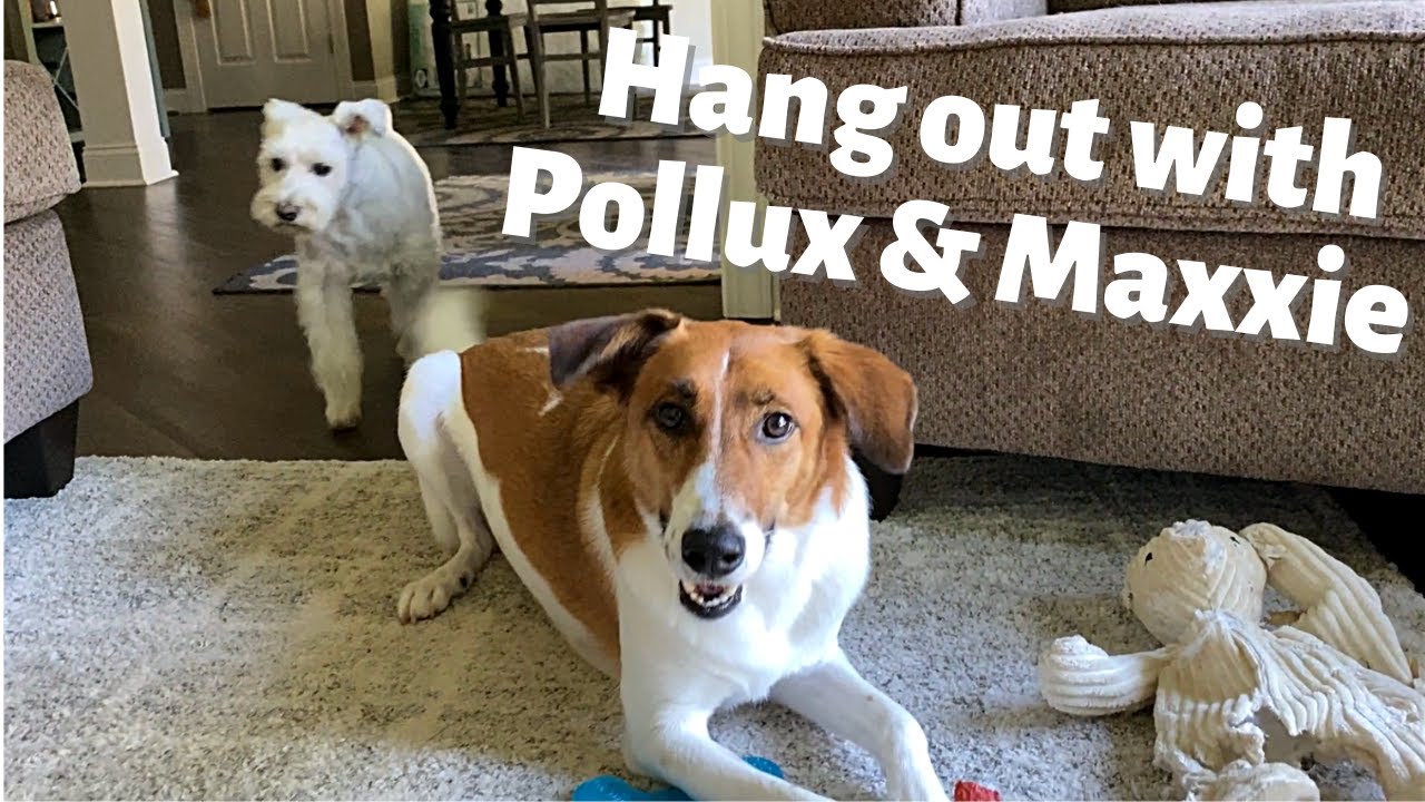 SPEND A DAY WITH POLLUX & MAXXIE 🐶