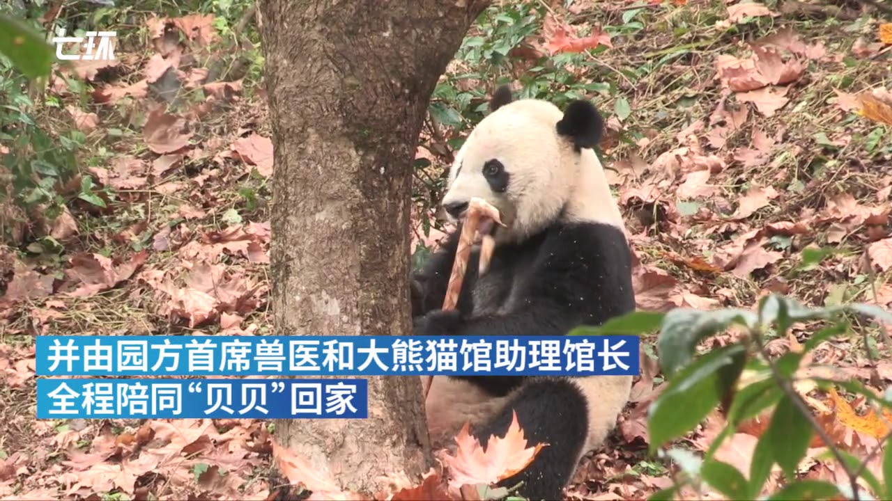 US-born giant panda Bei Bei gets accustomed to motherland after returning to China
