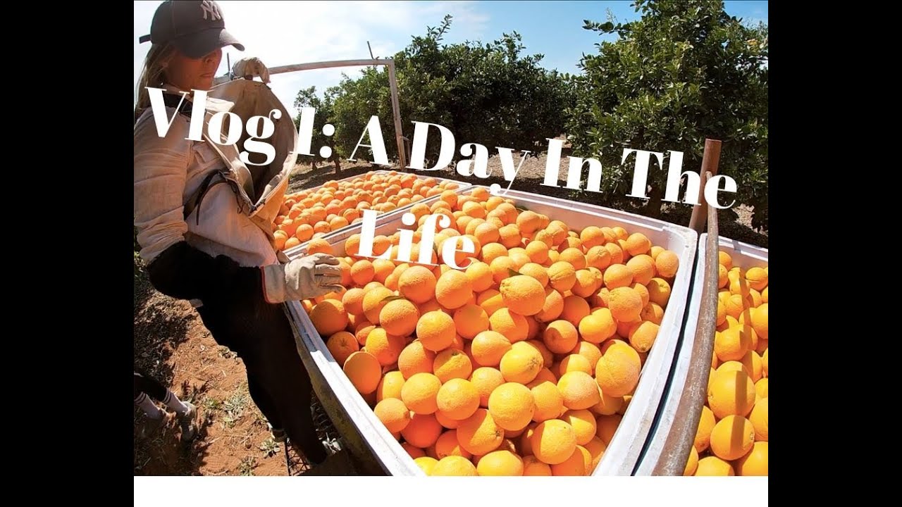 88 Days FarmWork Australia on an ORANGE FARM