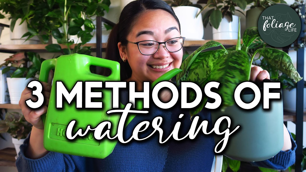 How To Water Your Indoor Plants Properly