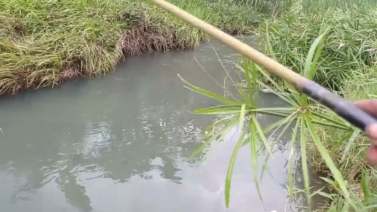 Ternyata masih gacor ‼️💥 lama gak mancing di spot ini #mancing #fishing #ikan 