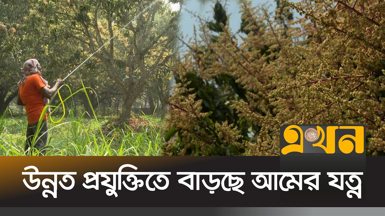 রাজশাহীর আম বাগানে মধ্য বসন্তে মুকুলের রূপালী ছোঁয়া | Mango Farming | Rajshahi | Ekhon TV