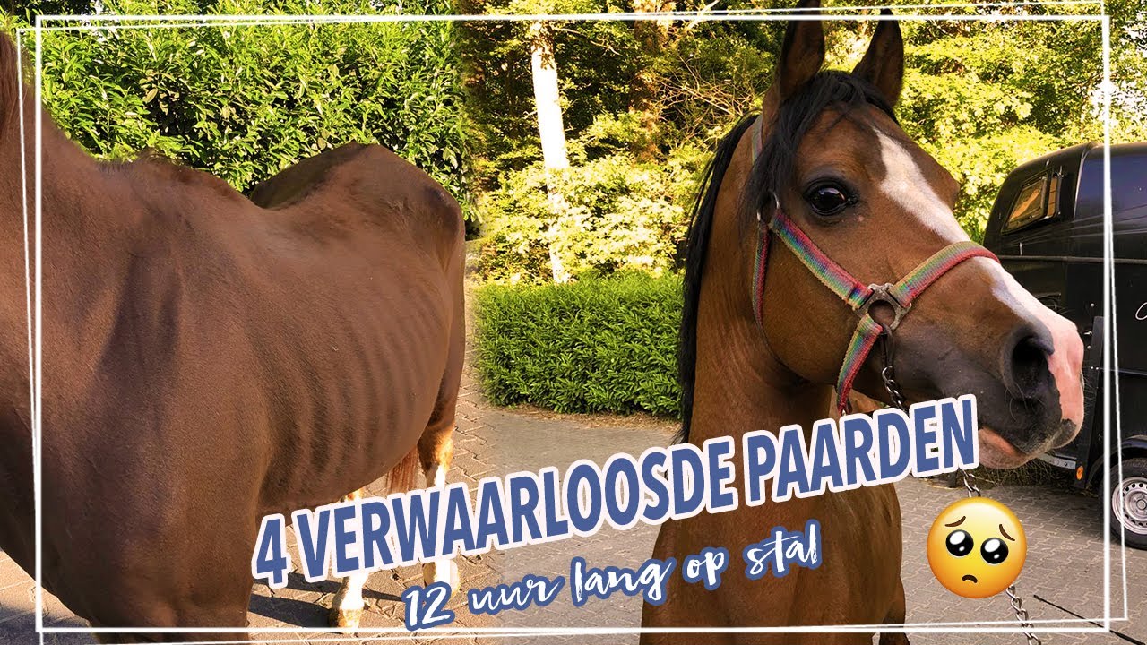 4 VERWAARLOOSDE OPVANGPAARDEN!! + MACHO scheren! || Paardzoektbaas