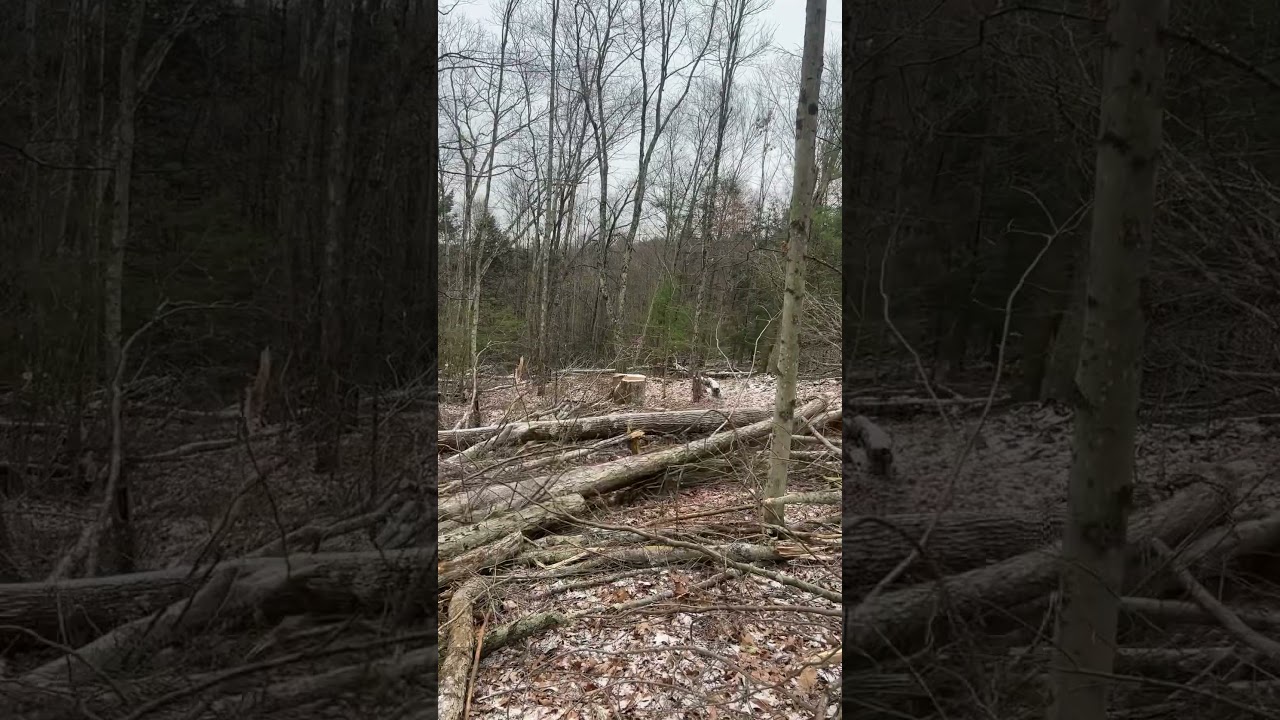 Skidding some logs out 