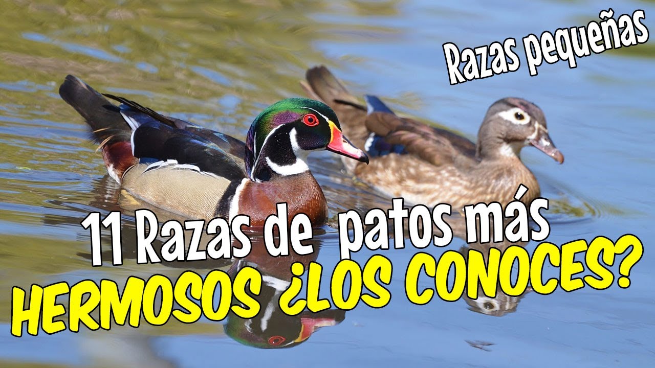 11 Razas de patos de tamaño pequeño ¿conoces alguna de ellas?