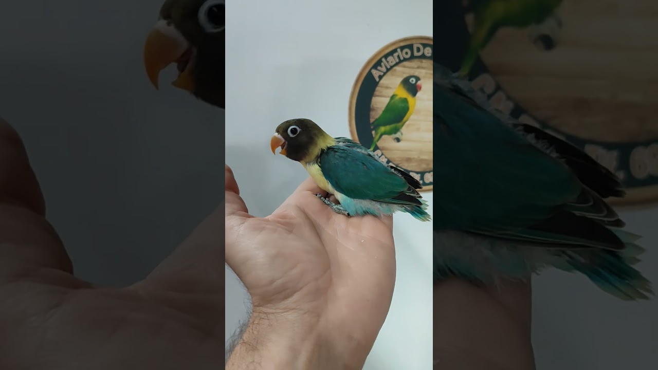 Aviario DeZurbano, Agapornis Personata Top Quality 😎