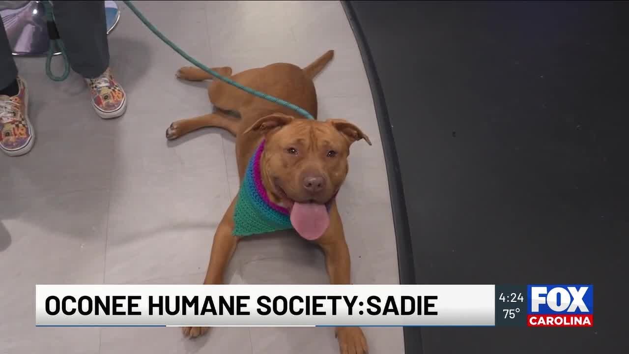 Four Legged Friends: Sadie
