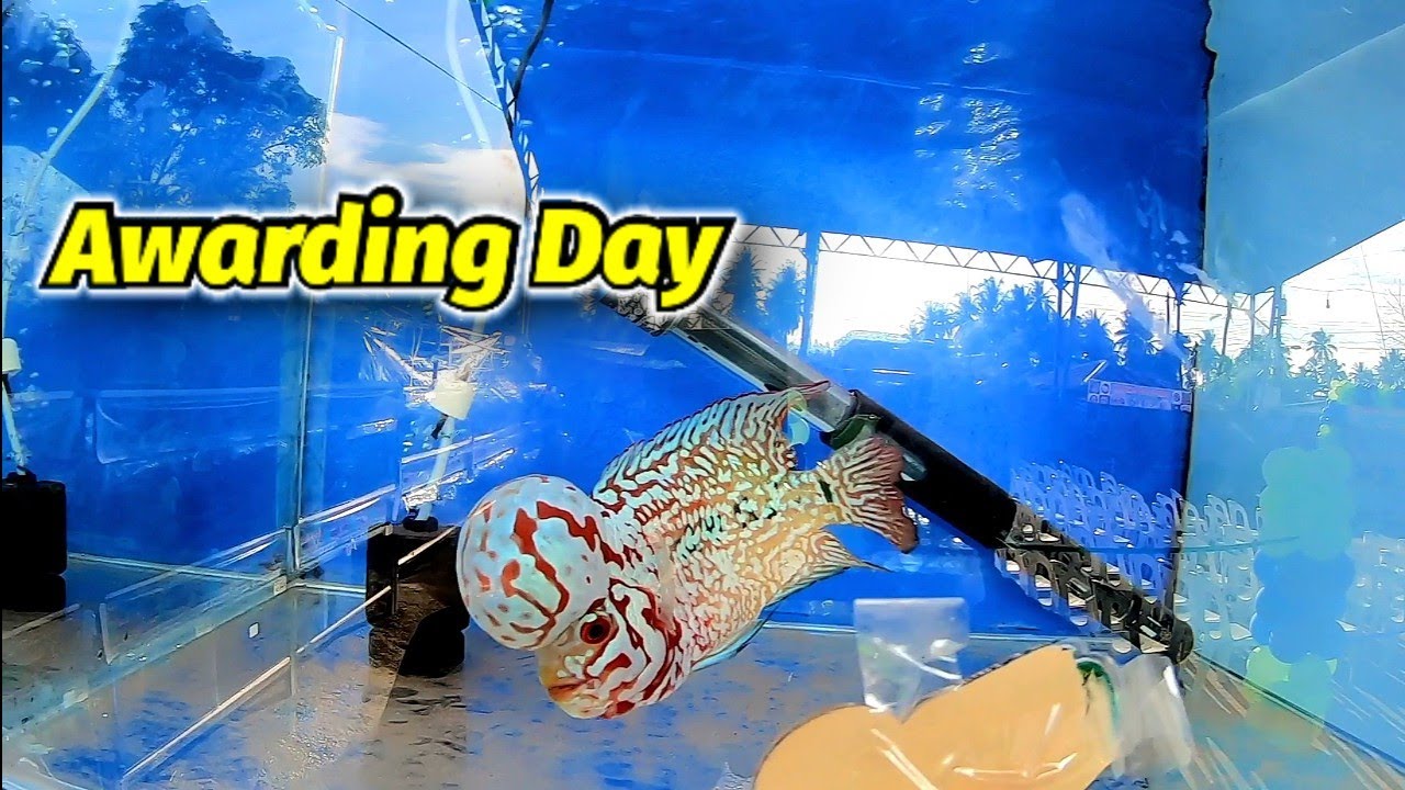 Awarding Day , Panabo Crossbreed FH Show , May 14 2022