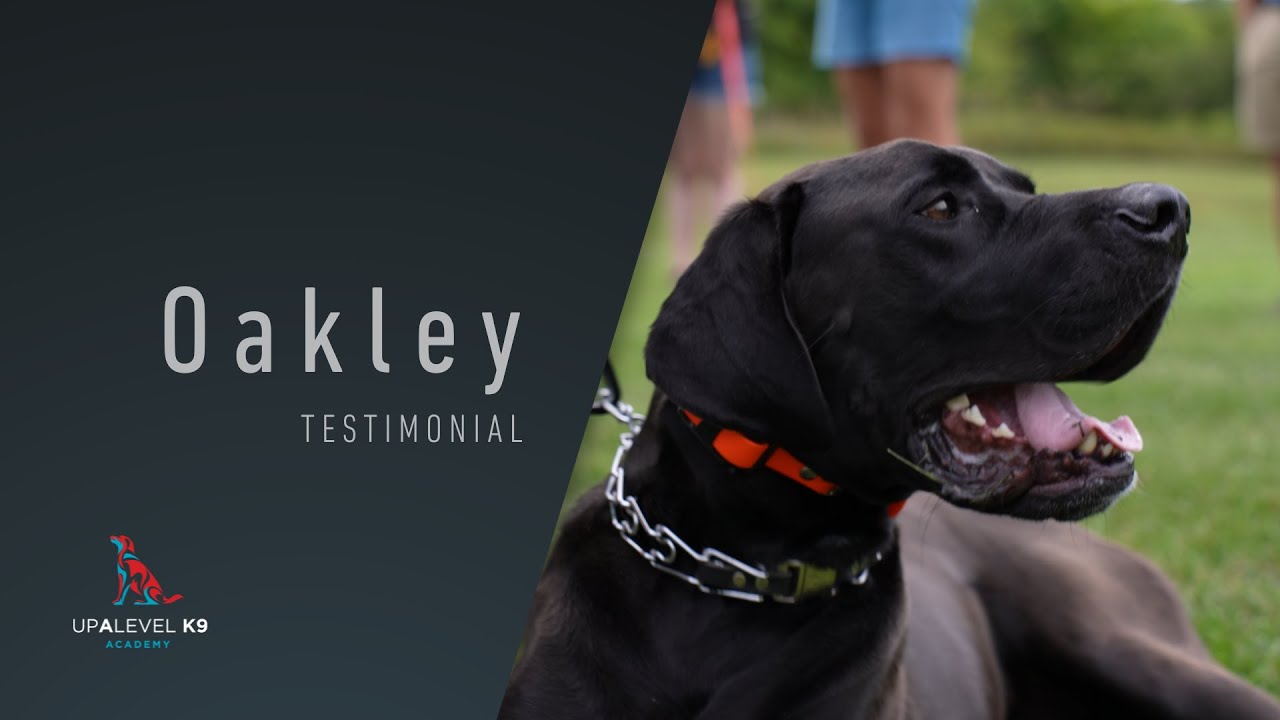 Up A Level K9 // Madison + Oakley Testimonial