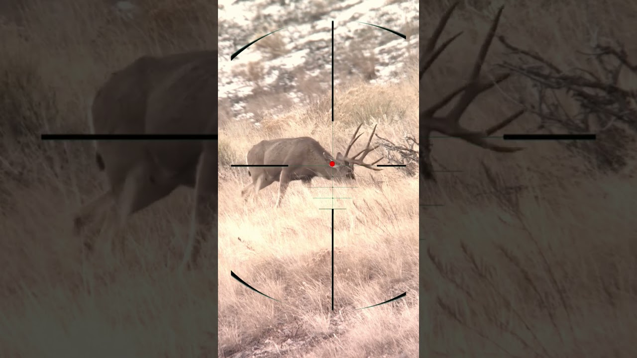 Red Deer Hunting | Caccia al cervo rosso | Jacht op edelherten