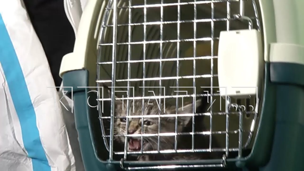 Семья живодёров из университета Лобачевского оказалась связана с известным нижегородским педофилом