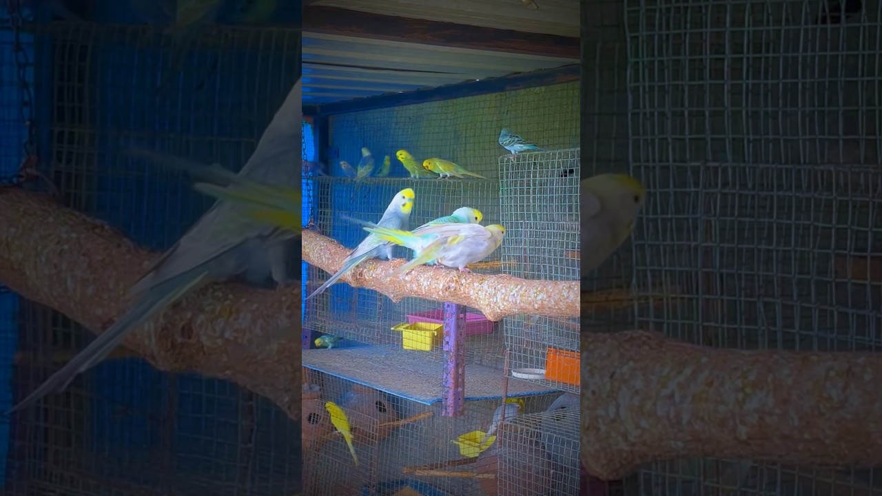 Budgie Breeding and Mating 💞|| Budgies Parrots Mating || Birds Love ❤️😍 2026
