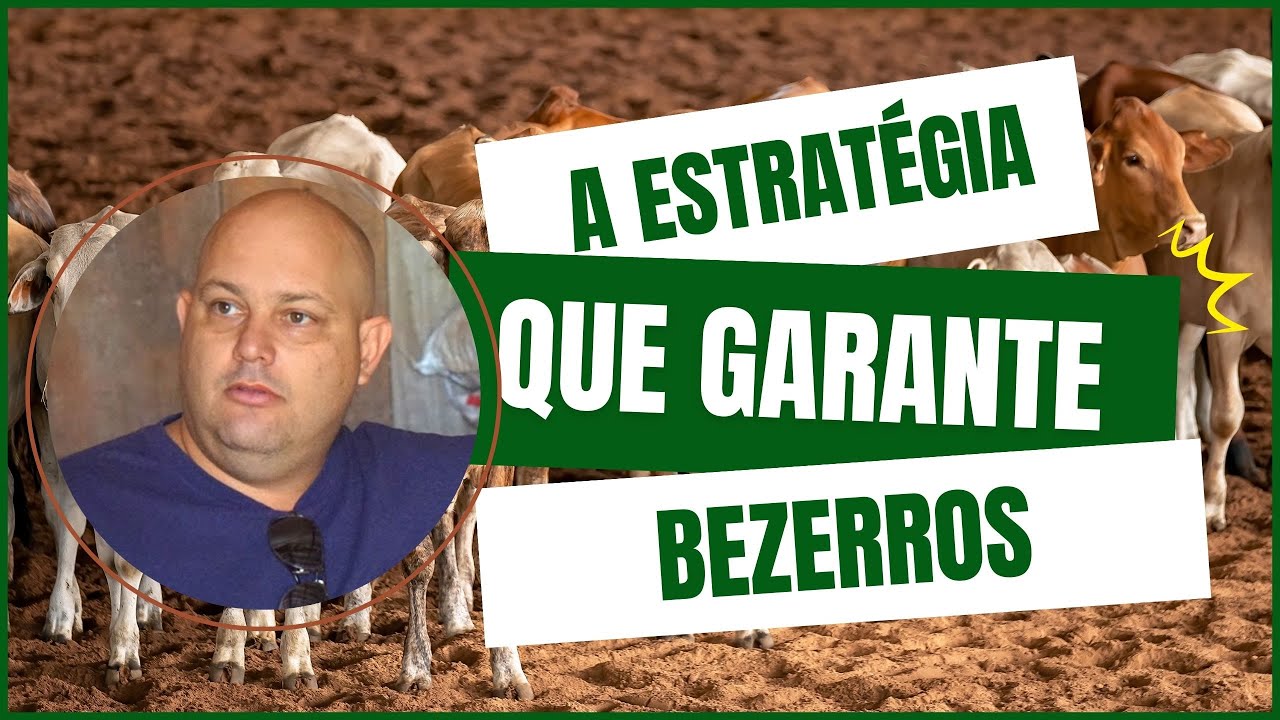 ESSA É A ESTRATÉGIA DA ESTAÇÃO DE MONTA QUE GARANTE BEZERROS | PROF. MARCELO COSTA