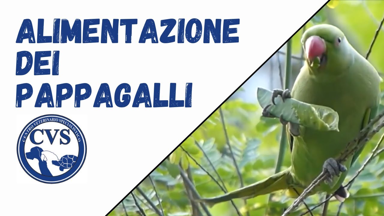 Alimentazione dei Pappagalli