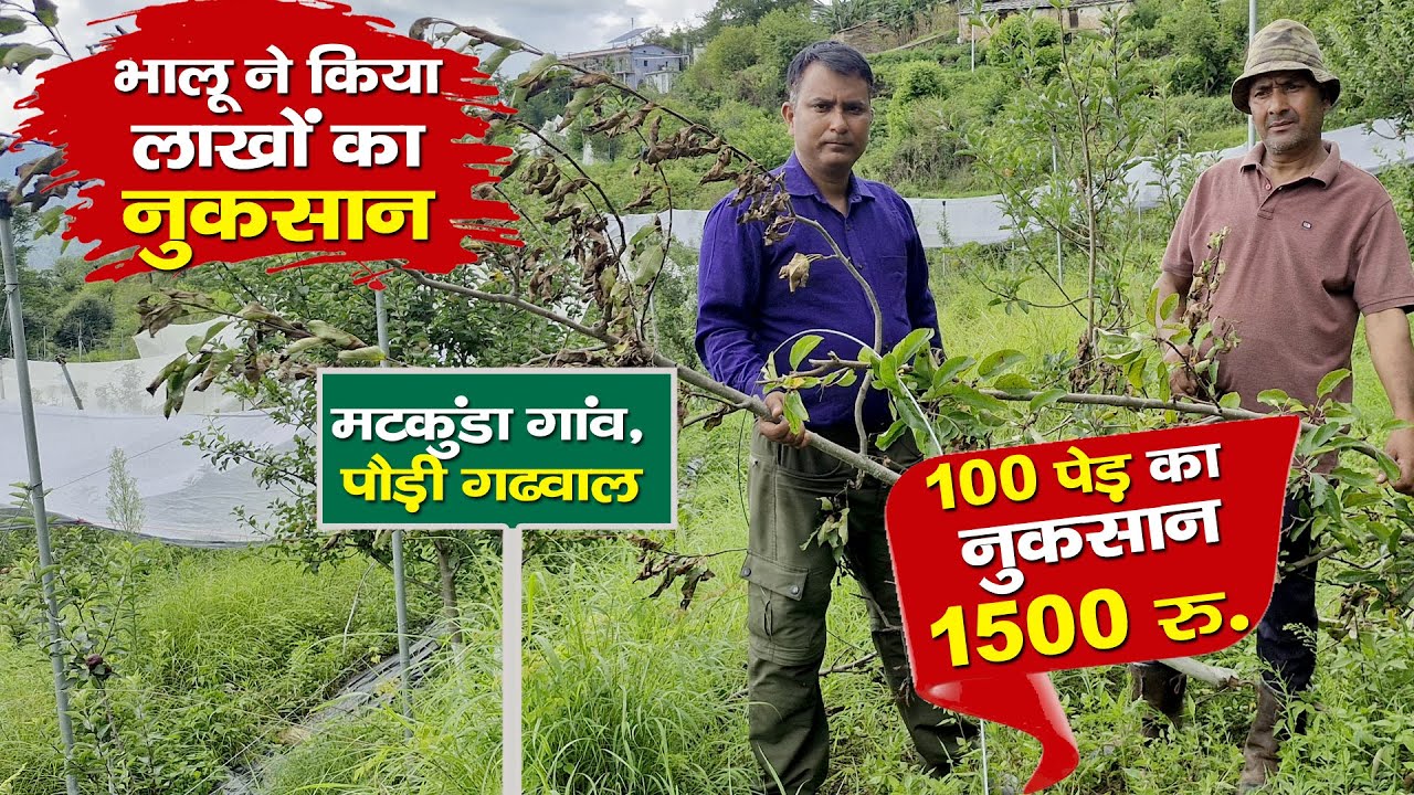 Bear Terror in Pauri |  लाखों के सेब बर्बाद, जवाबदार कौन? | मटकुंडा गांव | Rural Tales