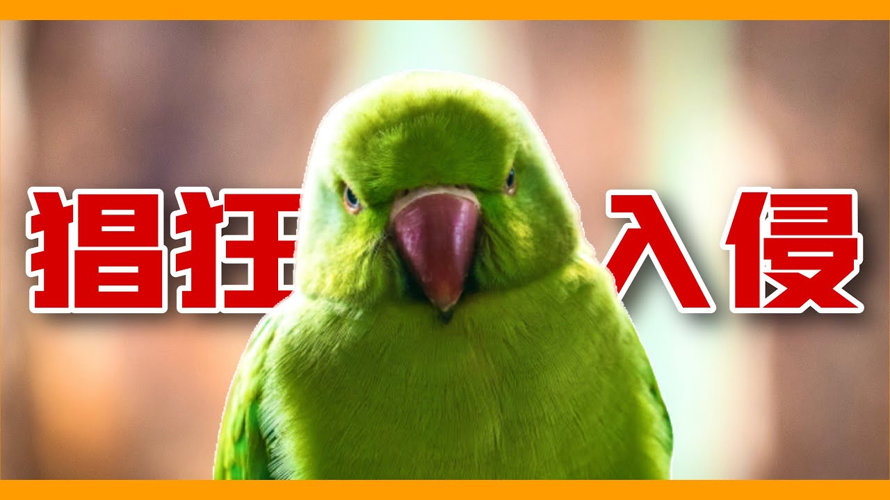 牠如綠鬣蜥般快速的侵略紐西蘭！神秘鸚鵡會不會影響台灣的未來？ring-necked parakeets is getting out of control in New Zealand！【鸚鵡小木屋】
