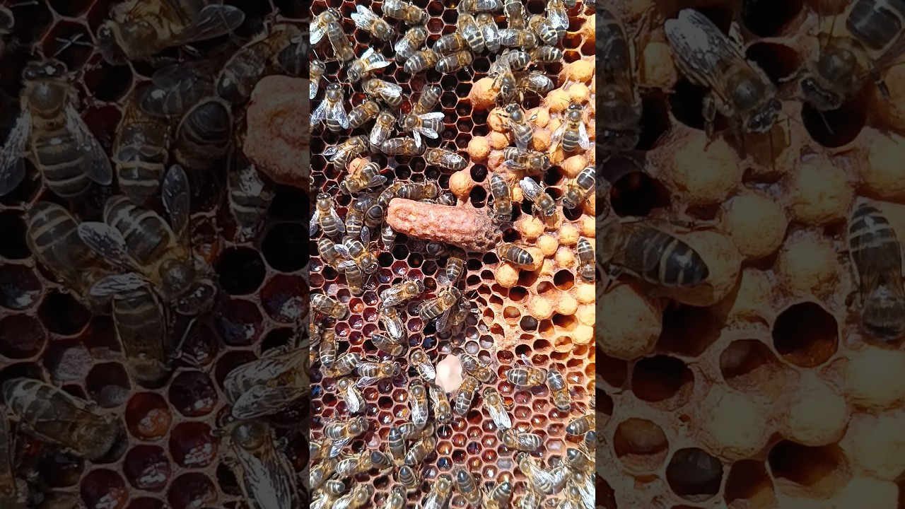 #shorts ❌Falsas Realeras..,Realeras de Zanganeras☠️#apiculture #honey #beekeeping #insects #apis#bal
