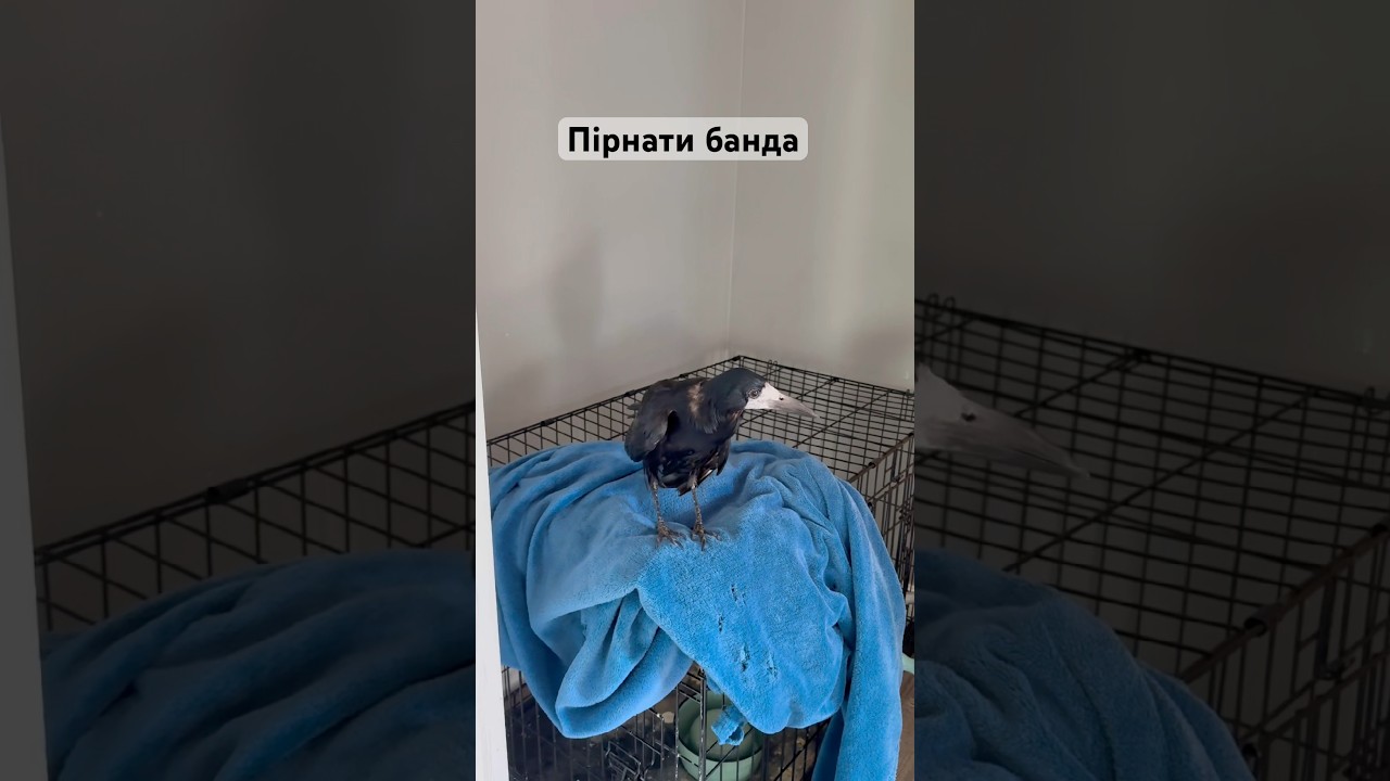 Пірнати банда ❤️#кайтакозюля #граккуша #чомга #пірникоза #rescuebird #grebe #kushatherook #козюля