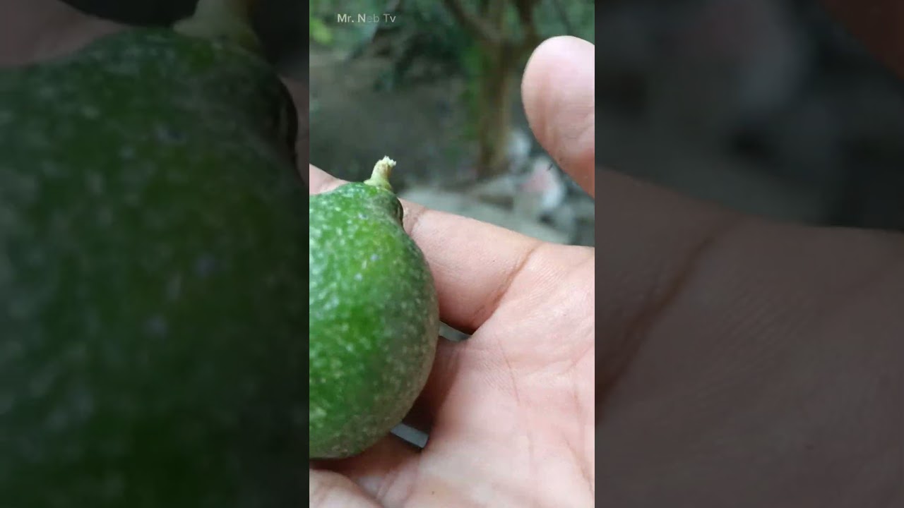 Dayap #dayap #citrusaurantifolia #citrus #lime #keylime #fruits